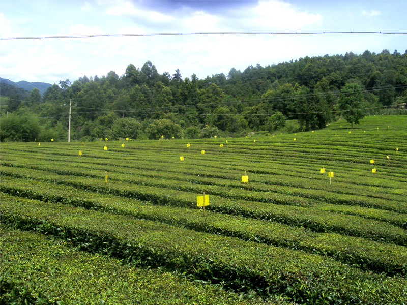 茶葉基地