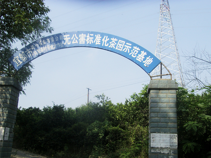 茶葉基地